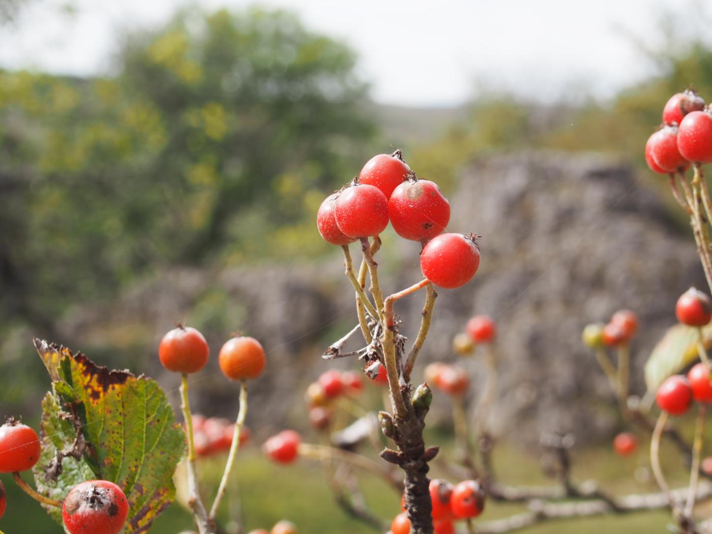 Whitebeam fruit